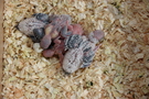 130911 --- R29, R30, R31, R32, R33 samt ägg